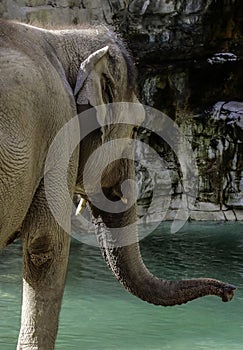 Asian Elephant cow