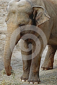 Asian Elephant cow