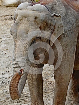 Asian Elephant cow