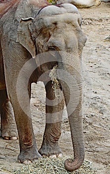 Asian Elephant cow