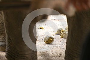 Asian elephant crapping photo