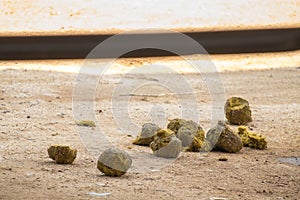 Asian elephant crapping