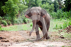 Asian elephant dance is joyfully.