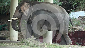 Asian elephant eating