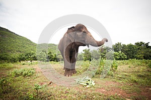 Asian elephant eating fruits photo