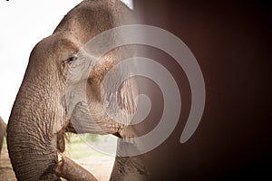 Asian elephant eating fruits photo