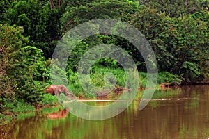 Asian elephant eating grass beside river