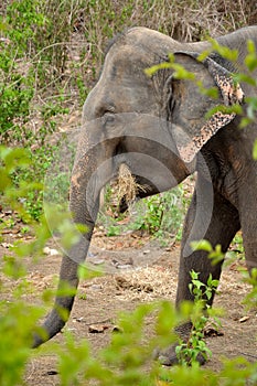 Asian Elephant eating hay