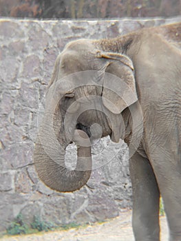 asian elephant eating in a zoo