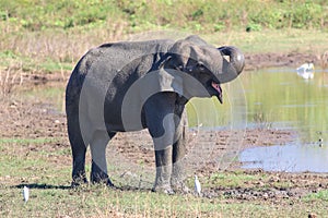 Asian elephant is bathing in mud in Uda Walawe national park, Sr