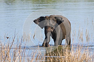 Asian elephant Elephans maximus is bathing in Udawalawe national