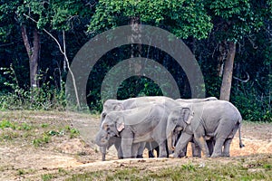 Asian elephant or Elephas maximus.