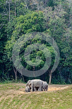 Asian elephant or Elephas maximus.