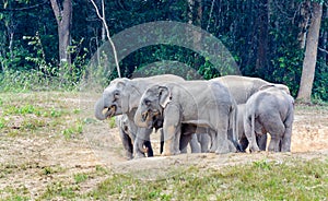 Asian elephant or Elephas maximus.