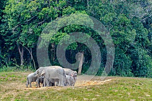 Asian elephant or Elephas maximus.