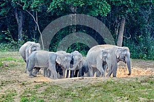 Asian elephant or Elephas maximus.