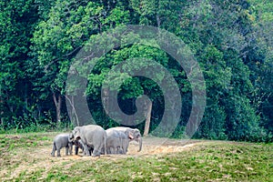 Asian elephant or Elephas maximus.