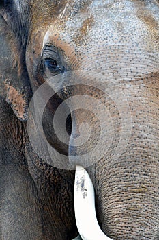 Asian elephant Elephas maximus