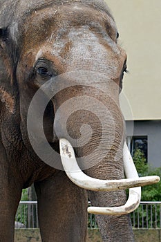 Asian elephant Elephas maximus