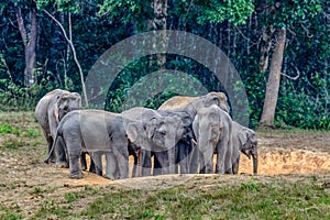 Asian elephant or Elephas maximus.