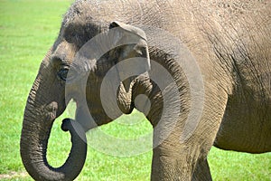 Asian elephant, Elephas maximus,