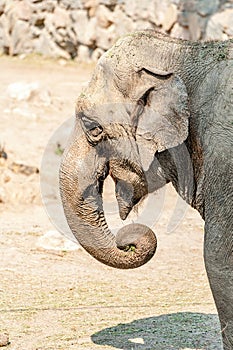 The Asian elephant - Elephas maximus.