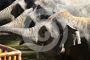 The Asian elephant or Elephas maximus