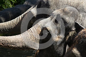 The Asian elephant or Elephas maximus