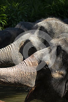 The Asian elephant or Elephas maximus