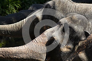 The Asian elephant or Elephas maximus