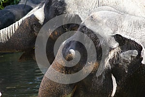 The Asian elephant or Elephas maximus