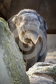 Asian elephant Elephas maximus