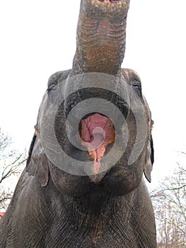 Asian elephant (Elephas maximus)