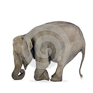 Asian Elephant - Elephas maximus (40 years)