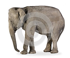 Asian Elephant - Elephas maximus (40 years) photo