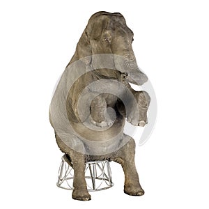 Asian Elephant - Elephas maximus (40 years)