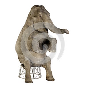 Asian Elephant - Elephas maximus (40 years) photo