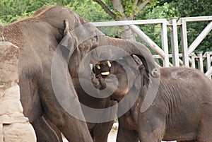 Asian Elephant - Elephas maximus