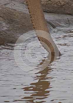 Asian Elephant - Elephas maximus