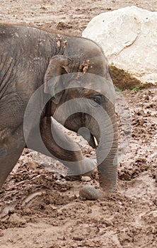 Asian Elephant - Elephas maximus