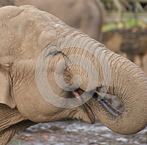 Asian Elephant - Elephas maximus