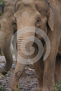 Asian Elephant - Elephas maximus