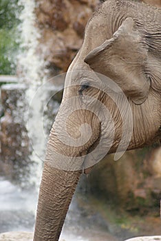 Asian Elephant - Elephas maximus