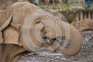 Asian Elephant - Elephas maximus