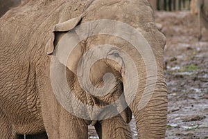 Asian Elephant - Elephas maximus