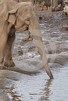 Asian Elephant - Elephas maximus