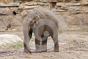 Asian Elephant - Elephas maximus