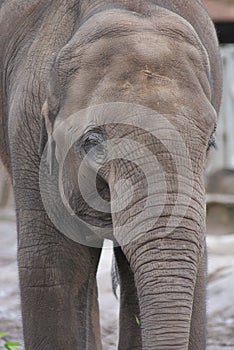 Asian Elephant - Elephas maximus