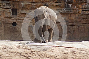 Asian Elephant - Elephas maximus