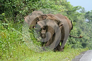 Asian Elephant (Elephas maximus)